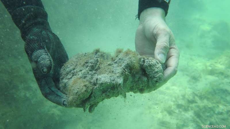 Climate Change Threatens the World s Largest Seagrass Carbon Reservoirs