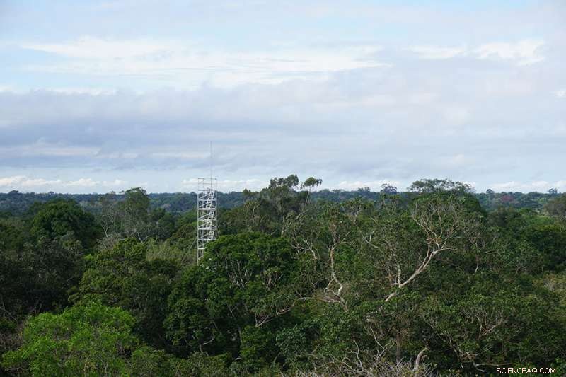 How Certain Tropical Trees Store Water and Restrict Root Growth to Survive Droughts