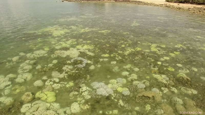 Northern Territory Coral Bleaching Outbreak Signals Rising Ocean Temperatures