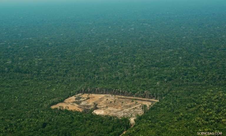 US and EU Hardwoods Drive Amazon Deforestation, Greenpeace Warns