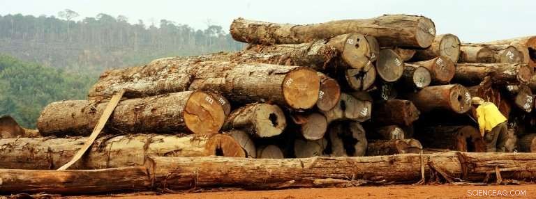 US and EU Hardwoods Drive Amazon Deforestation, Greenpeace Warns