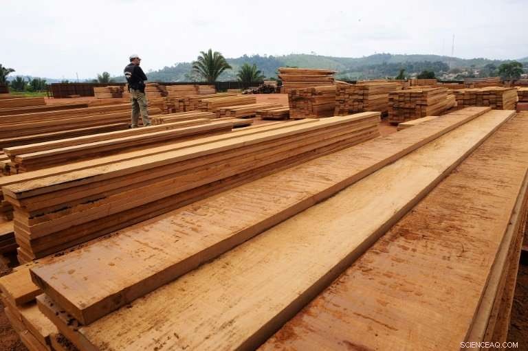 US and EU Hardwoods Drive Amazon Deforestation, Greenpeace Warns