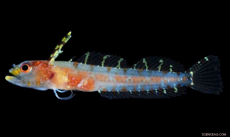 Scientists Identify New Oceanic Zone: The Rariphotic