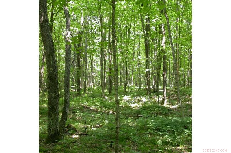 Climate Change & Drought: Rising Tree Shifts Shape Future Forests