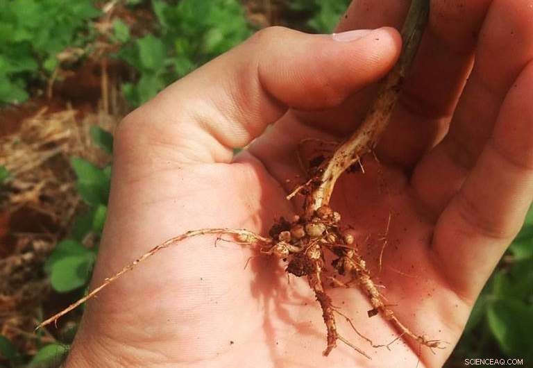 How Soybeans Fix Nitrogen for Sustainable Growth