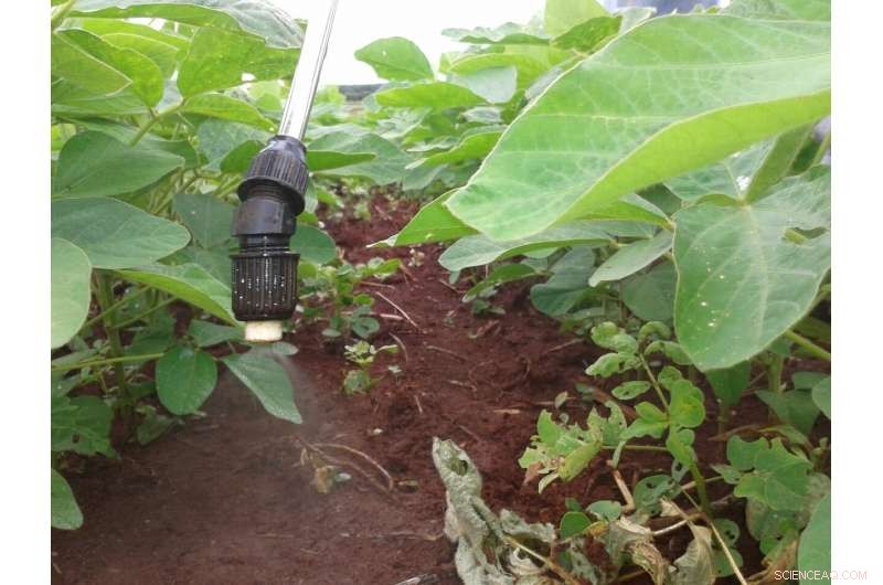 How Soybeans Fix Nitrogen for Sustainable Growth