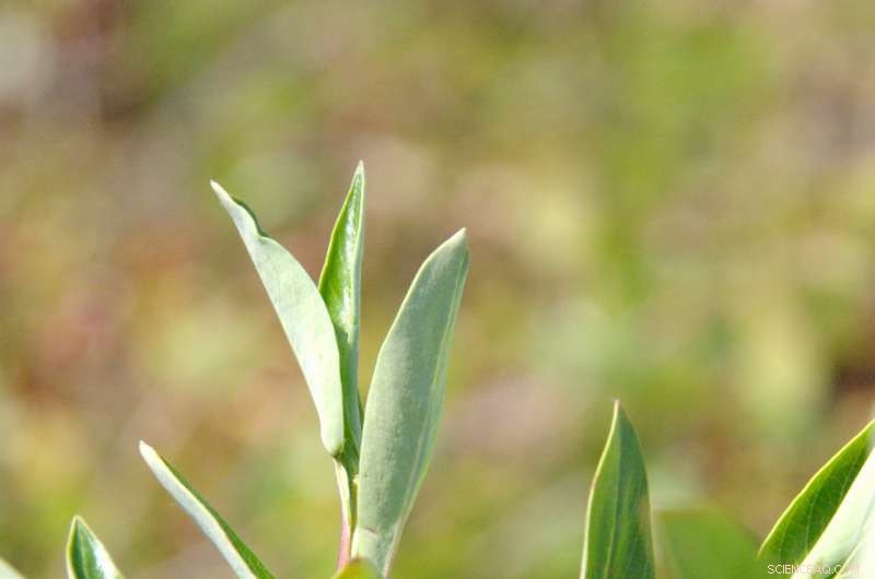 Scientists Reveal Nitrate s Crucial Role in Arctic Ecosystems