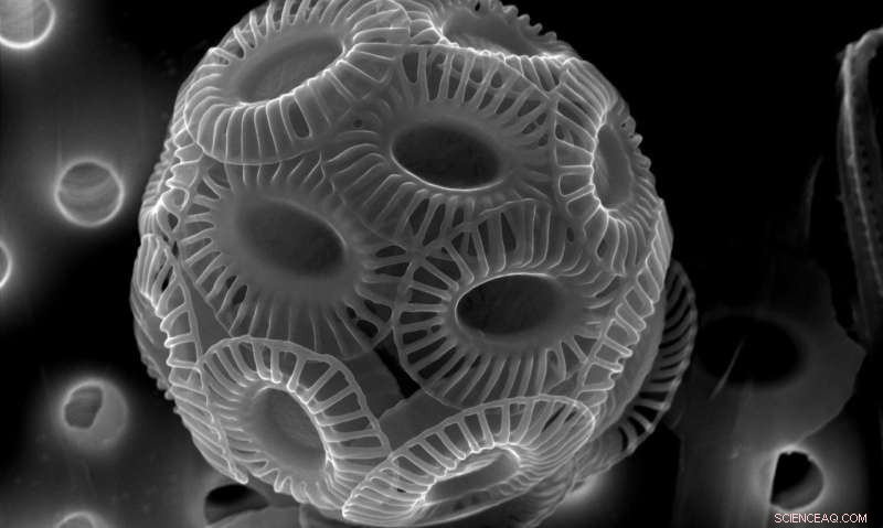 Ancient Mediterranean Floods: Shaping Early Human Settlements