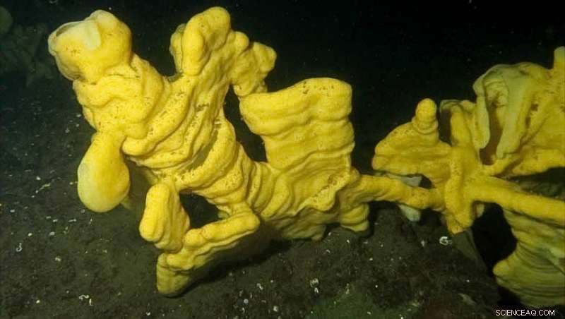 The Critical Role of Glass Sponges in Ocean Ecosystems
