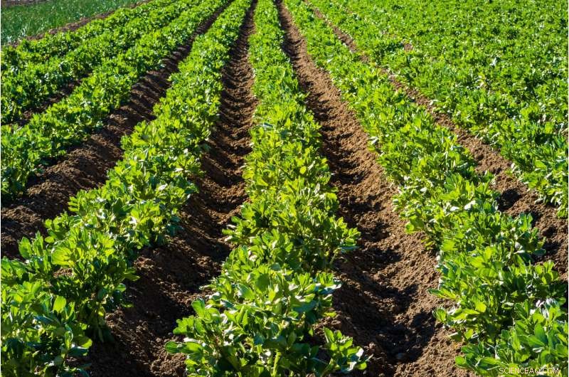 Why Food Production Isn’t Transforming—Lessons for a 9‑Billion‑Person Future