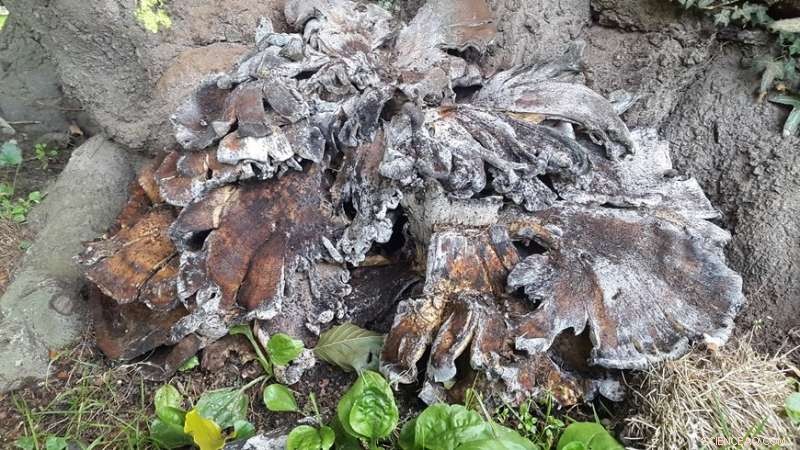 Introducing a Comprehensive Guide to Fungal Diseases in Urban Trees