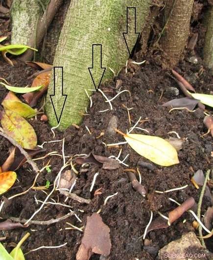 Introducing a Comprehensive Guide to Fungal Diseases in Urban Trees