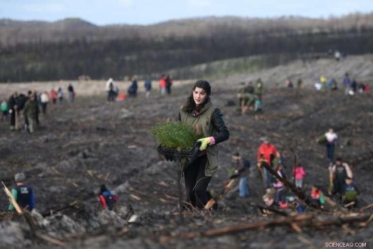 Portugal s Oldest Forest Reborn: Volunteers Plant 22 Million Trees After Devastating Fires