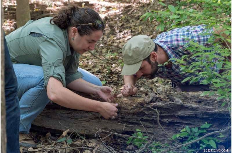 Assessing the Impact of Hurricane Harvey on Fire Ant Populations This Spring