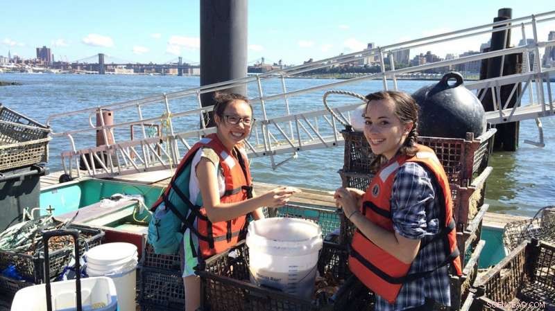 New Study Illuminates the Controversial Oyster Restoration Effort in New York