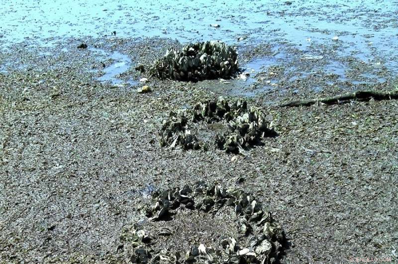 New Study Illuminates the Controversial Oyster Restoration Effort in New York