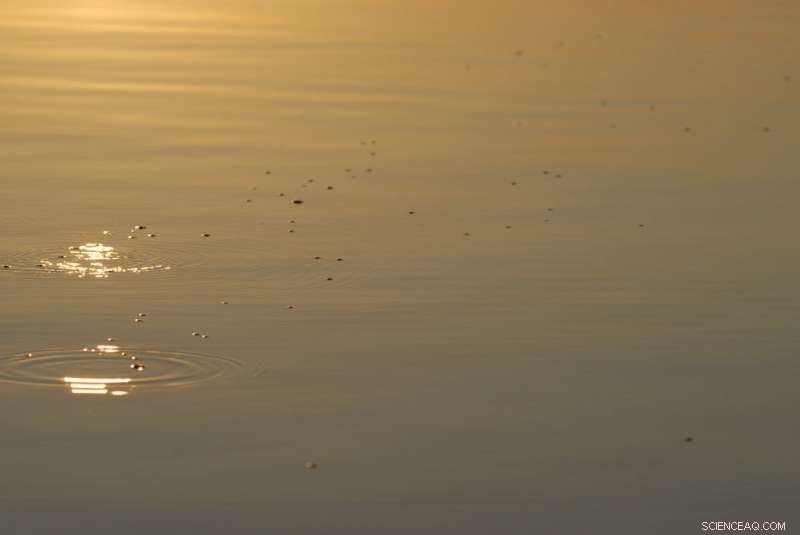 Research Reveals Fertilization as Key Driver of Global Lake Greenhouse Gas Emissions