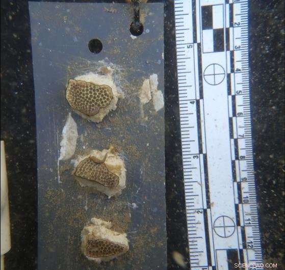 Groundwater Seepage Drives Coral Reef Growth, New Study Reveals