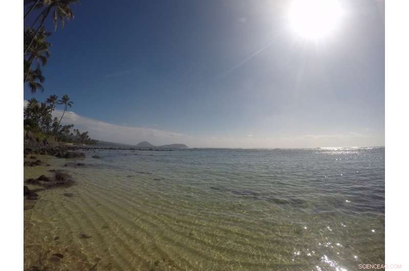 Groundwater Seepage Drives Coral Reef Growth, New Study Reveals