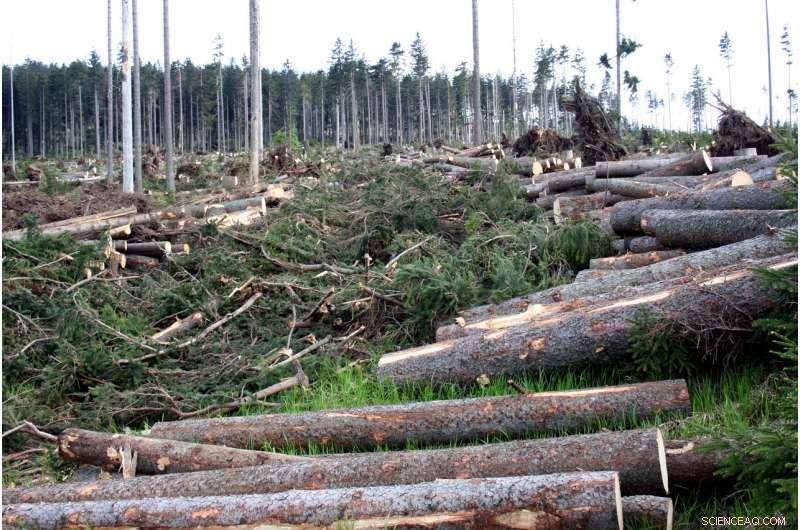 When Salvage Logging Masks Commercial Timber Harvesting: Exposing Hidden Practices