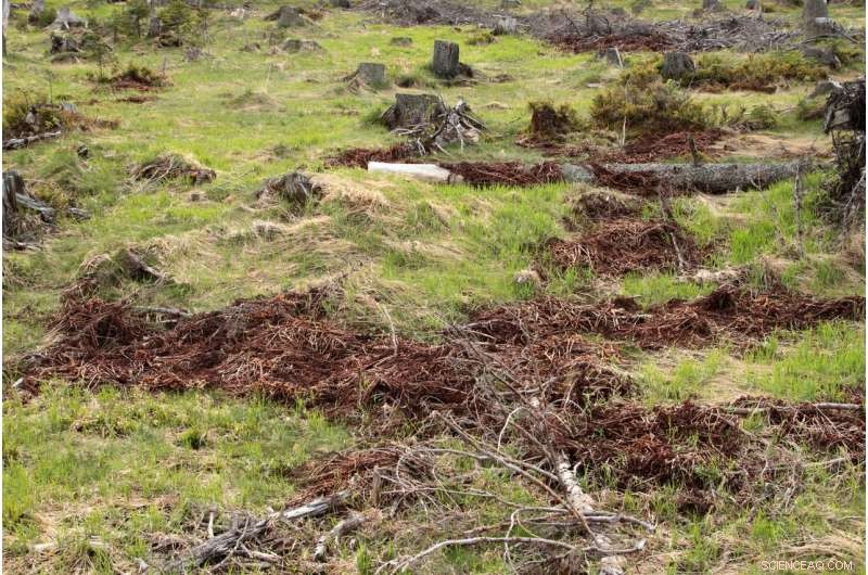 When Salvage Logging Masks Commercial Timber Harvesting: Exposing Hidden Practices