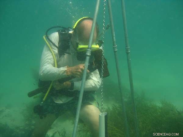 Heatwave Causes Massive Carbon Release at World Heritage Seagrass Site