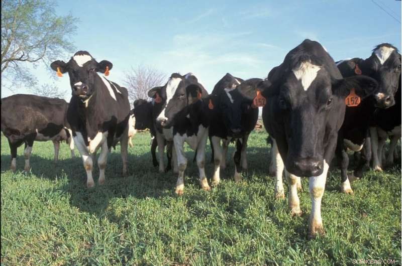 New Models Provide Precise Methane Emission Estimates for Dairy Cattle