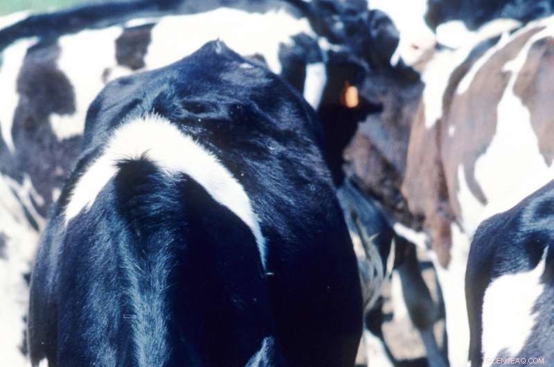 New Models Provide Precise Methane Emission Estimates for Dairy Cattle