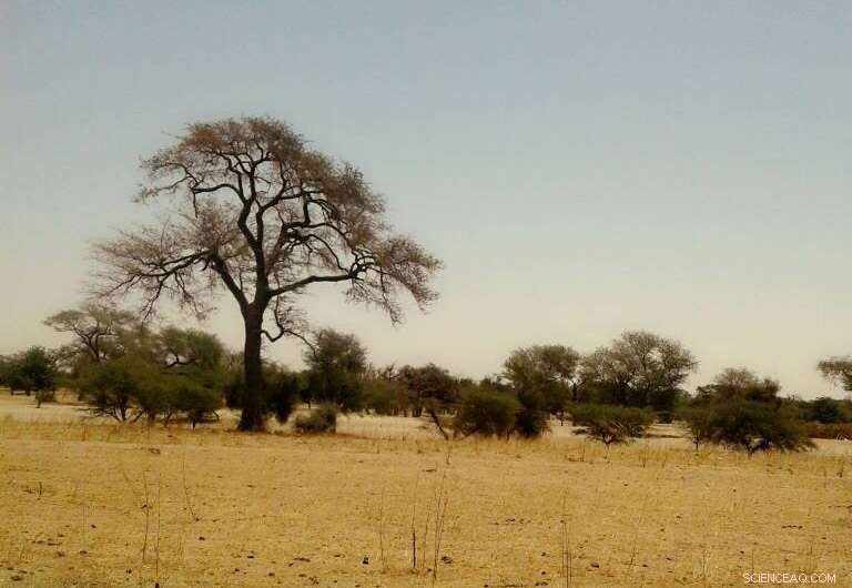 Sahara Desert Expands: 10% Growth Since 1920—Insights into Global Desertification Trends