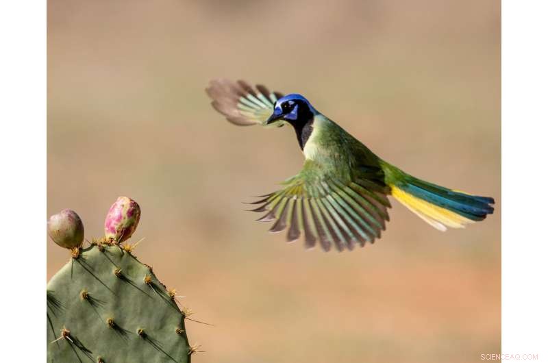 Scientists Warn Proposed Border Wall Could Harm Texas Flora and Fauna