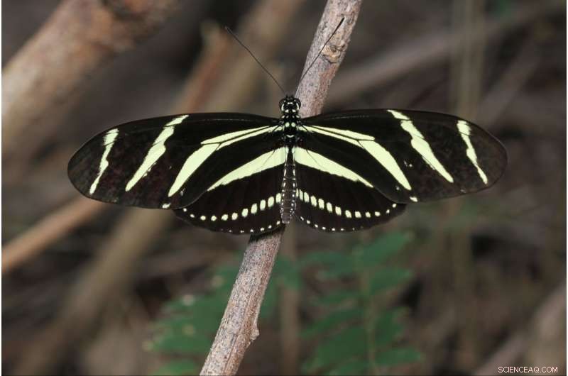 Scientists Warn Proposed Border Wall Could Harm Texas Flora and Fauna