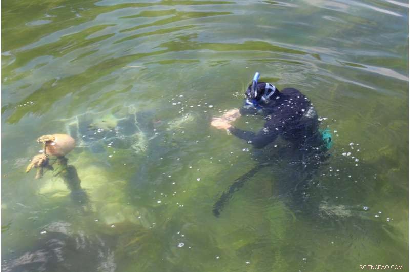 New Study Warns Estuaries Face Accelerated Damage from Human‑Generated CO₂