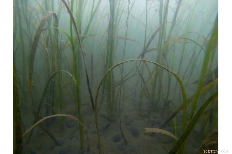 New Study Warns Estuaries Face Accelerated Damage from Human‑Generated CO₂