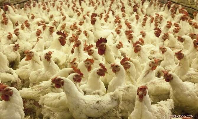 Assessing the Environmental Impact of Global Egg Production