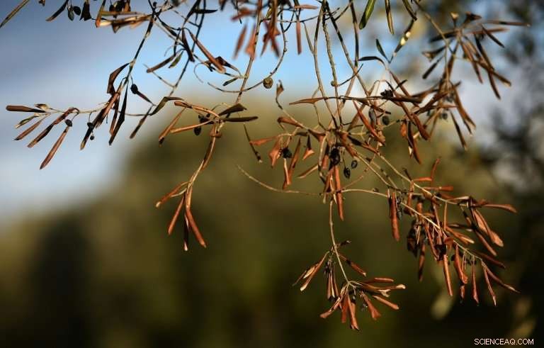 Corsica Reports Outbreak of Deadly Olive Tree Disease