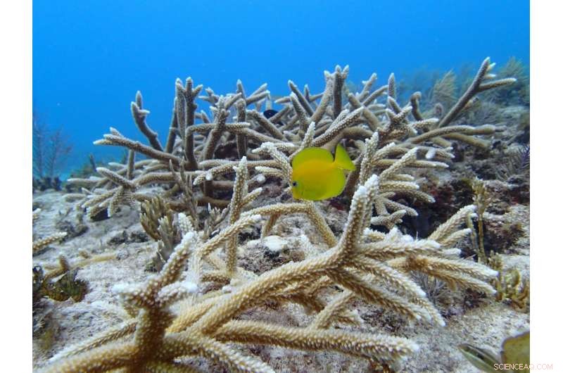 Harnessing Natural Processes to Restore Coral Reef Ecosystems