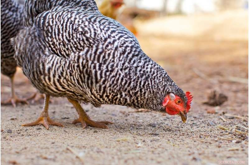 Transforming Food Waste into Animal Feed to Cut Livestock Emissions