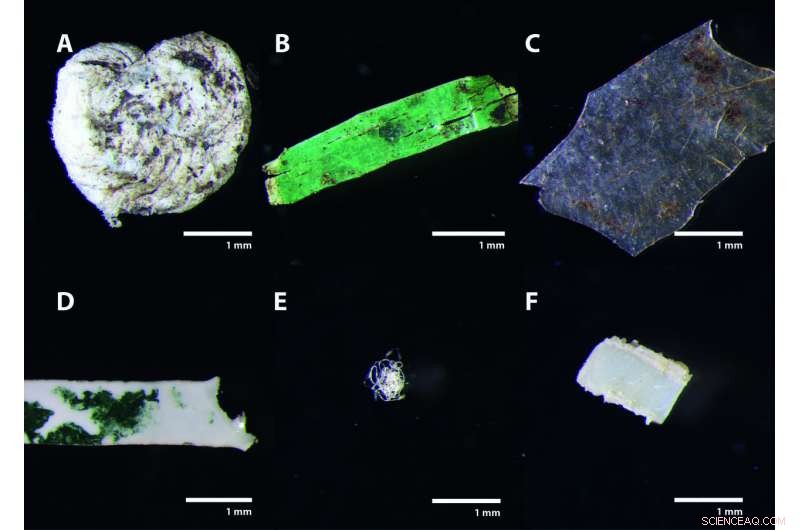 Microplastics in Biowaste Found in Compost & Fertilizers: New Study Reveals Environmental Risk