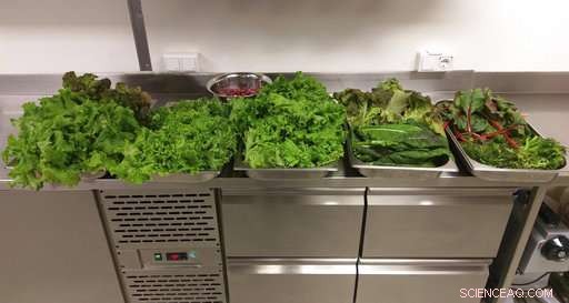 First Antarctic Greenhouse Yields Fresh Vegetables: Scientists Harvest Produce