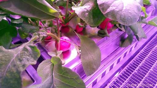 First Antarctic Greenhouse Yields Fresh Vegetables: Scientists Harvest Produce