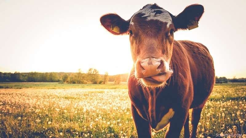 Dairy Farms Overconsume Water: Urgent Need for Sustainable Practices