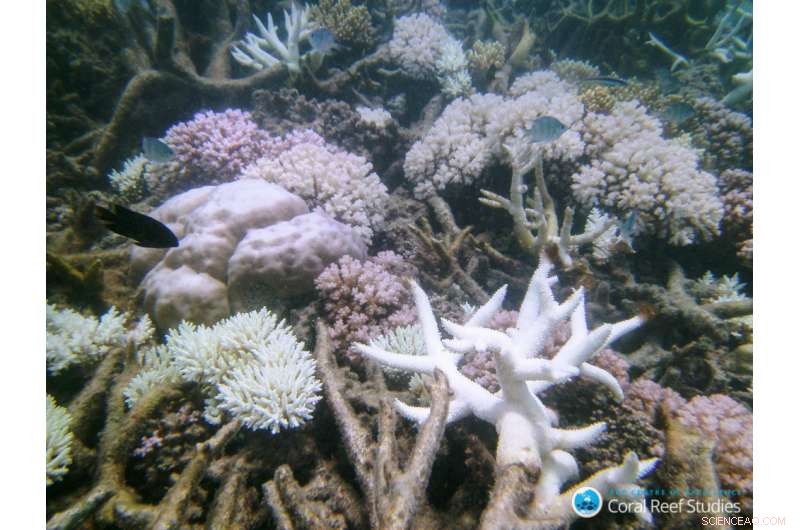Global Coral Bleaching Threatens Reef Fish Diversity