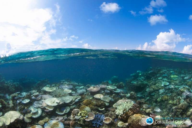 Global Coral Bleaching Threatens Reef Fish Diversity