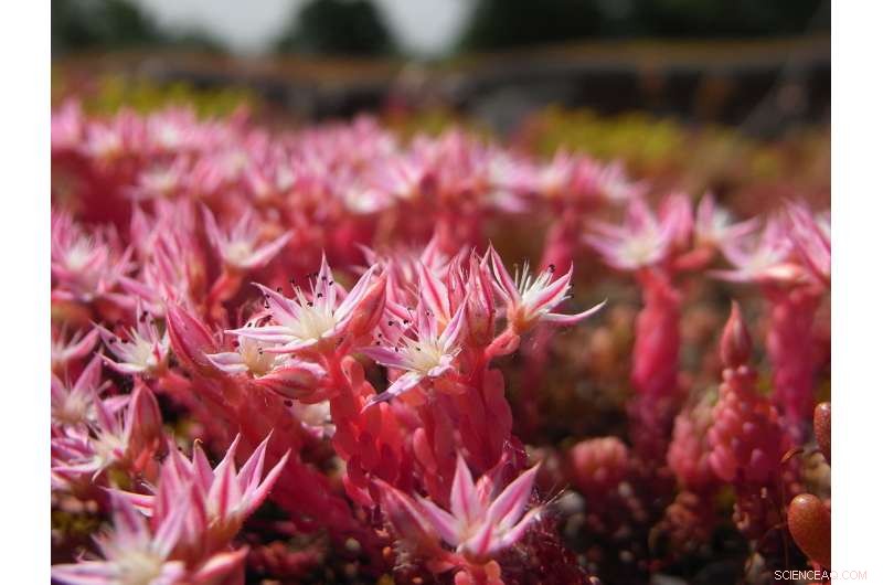 Birds and Wind Transport Species to Green Roof Communities