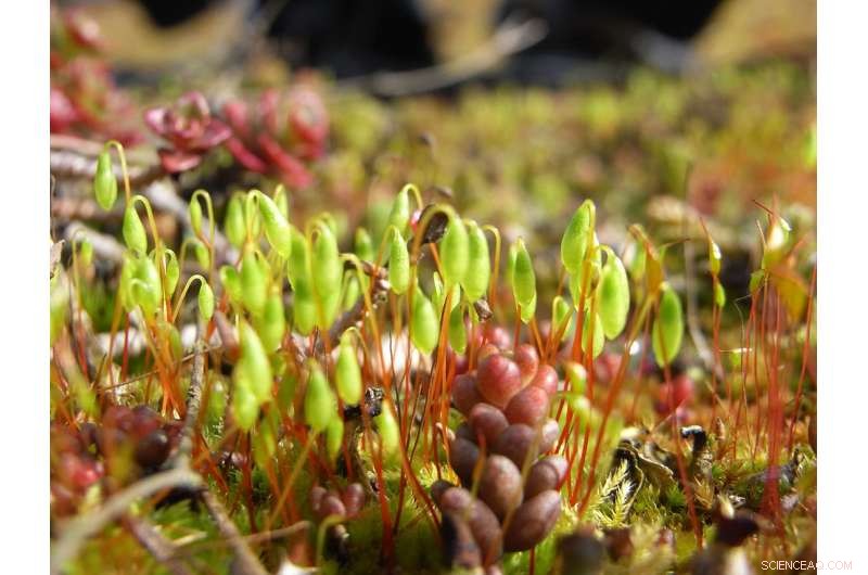 Birds and Wind Transport Species to Green Roof Communities