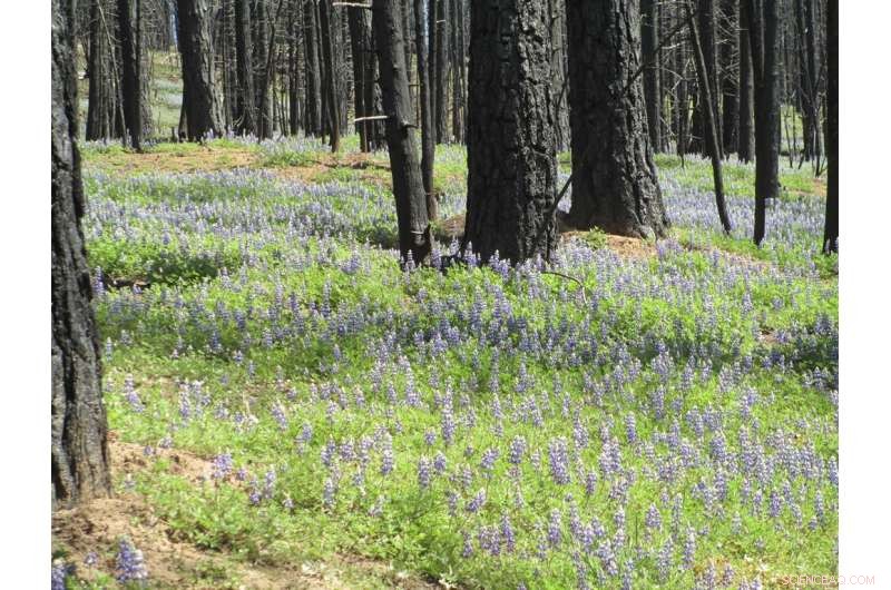 The Essential Guide to Wildland Forest Fires: Answers to Your Most Pressing Questions