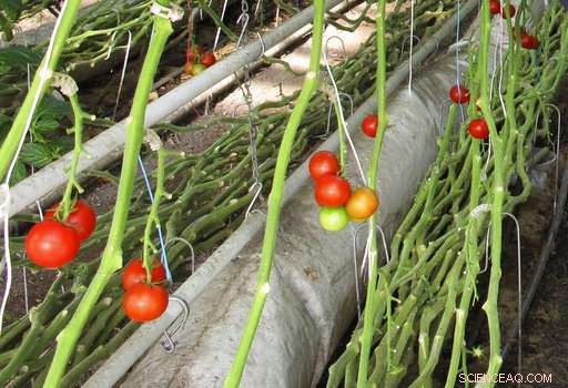 Revolutionizing Organic Standards: Farmers Introduce New Label Excluding Hydroponics