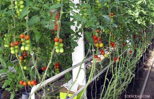 Revolutionizing Organic Standards: Farmers Introduce New Label Excluding Hydroponics
