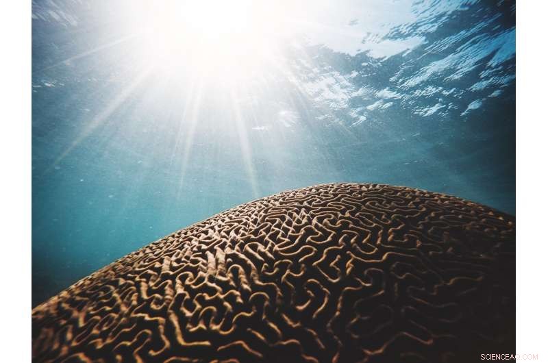 Global Study Reveals Accelerating Marine Heatwaves, Threatening Ocean Ecosystems