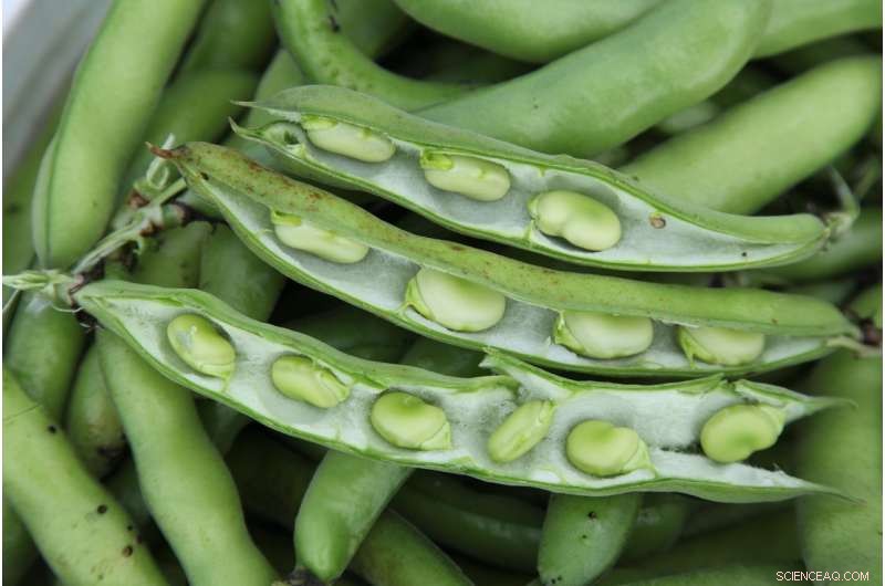 Using Faba Beans to Meet Corn s Nitrogen Requirements
